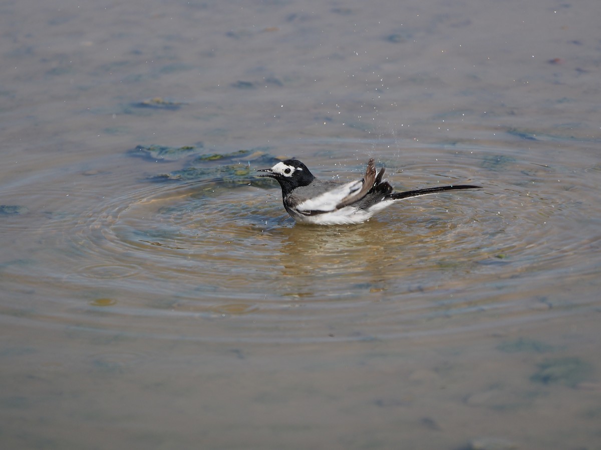 White Wagtail (Masked) - ML628353459