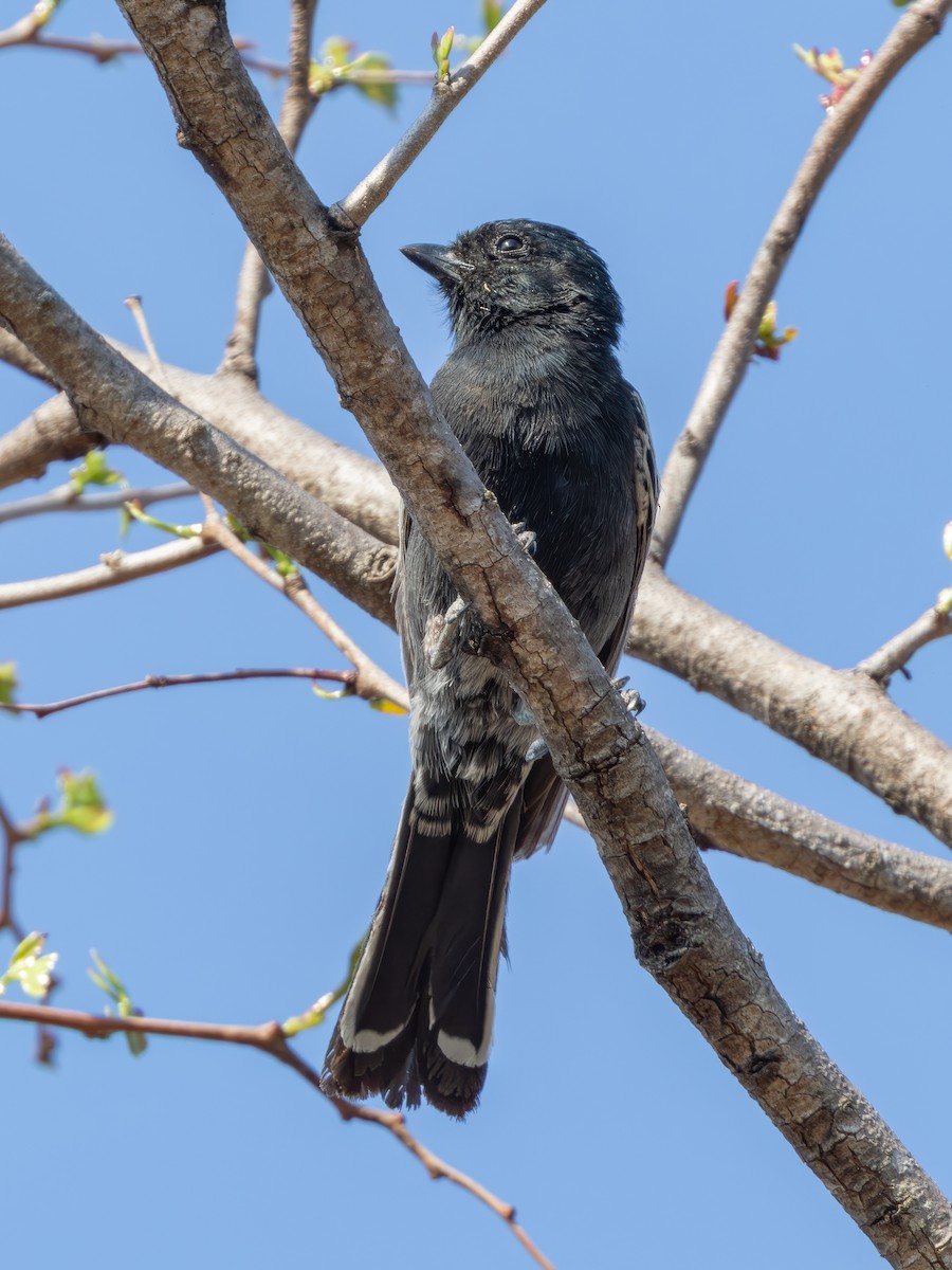 Southern Black-Tit - ML628353505