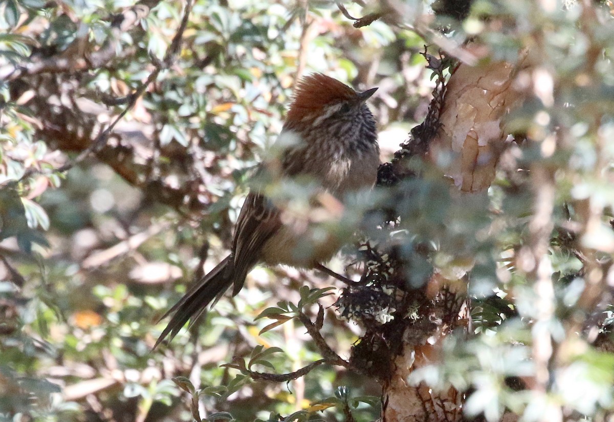 White-browed Tit-Spinetail - ML628353580