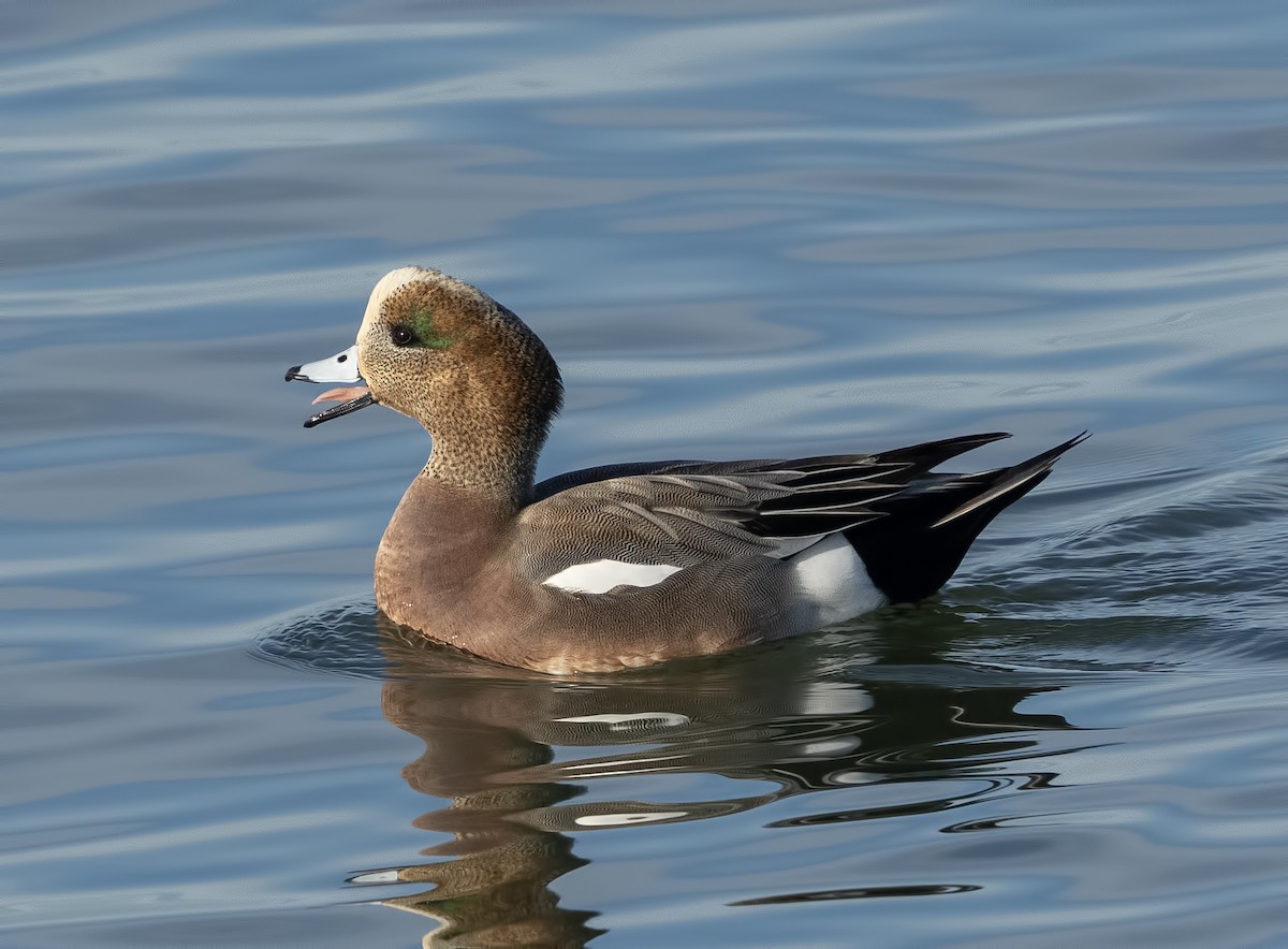 Eurasian x American Wigeon (hybrid) - ML628353595