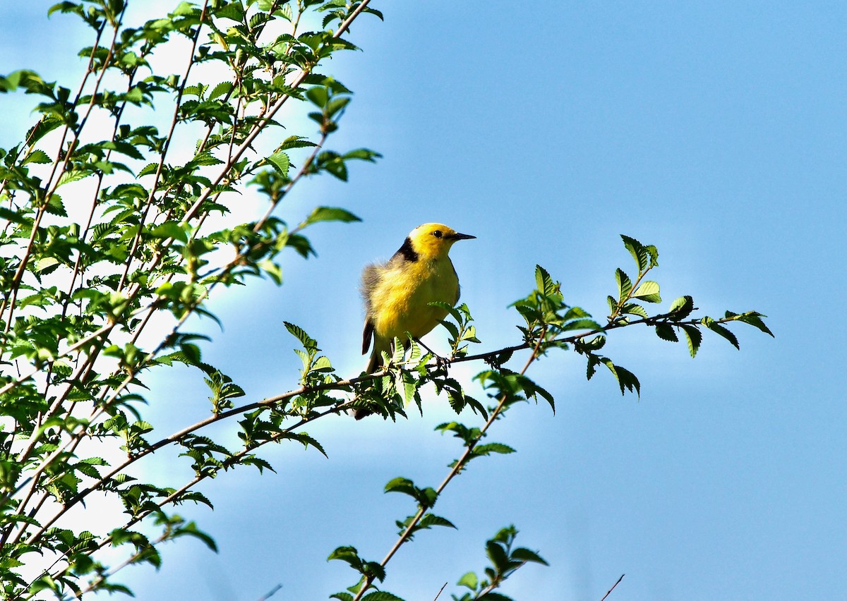 Citrine Wagtail - ML628353856