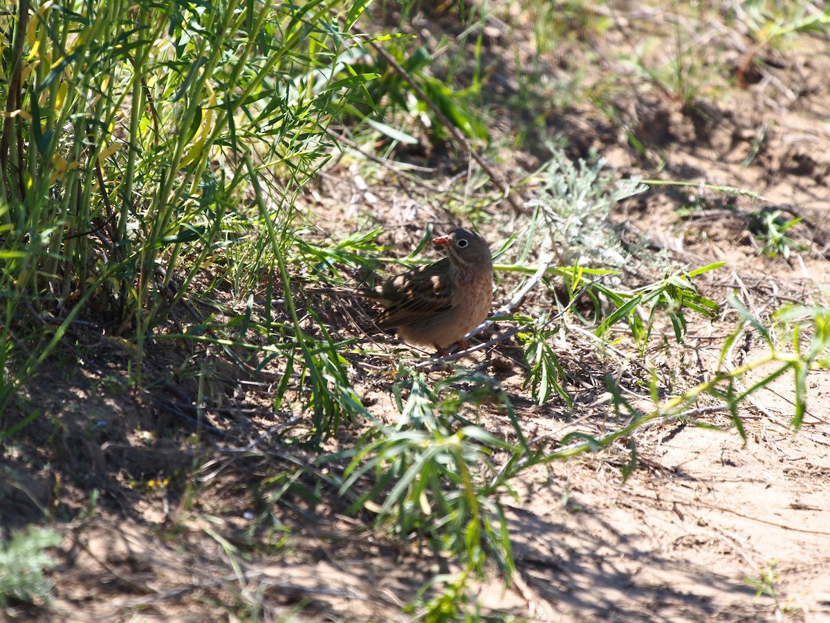 Gray-necked Bunting - ML628353879