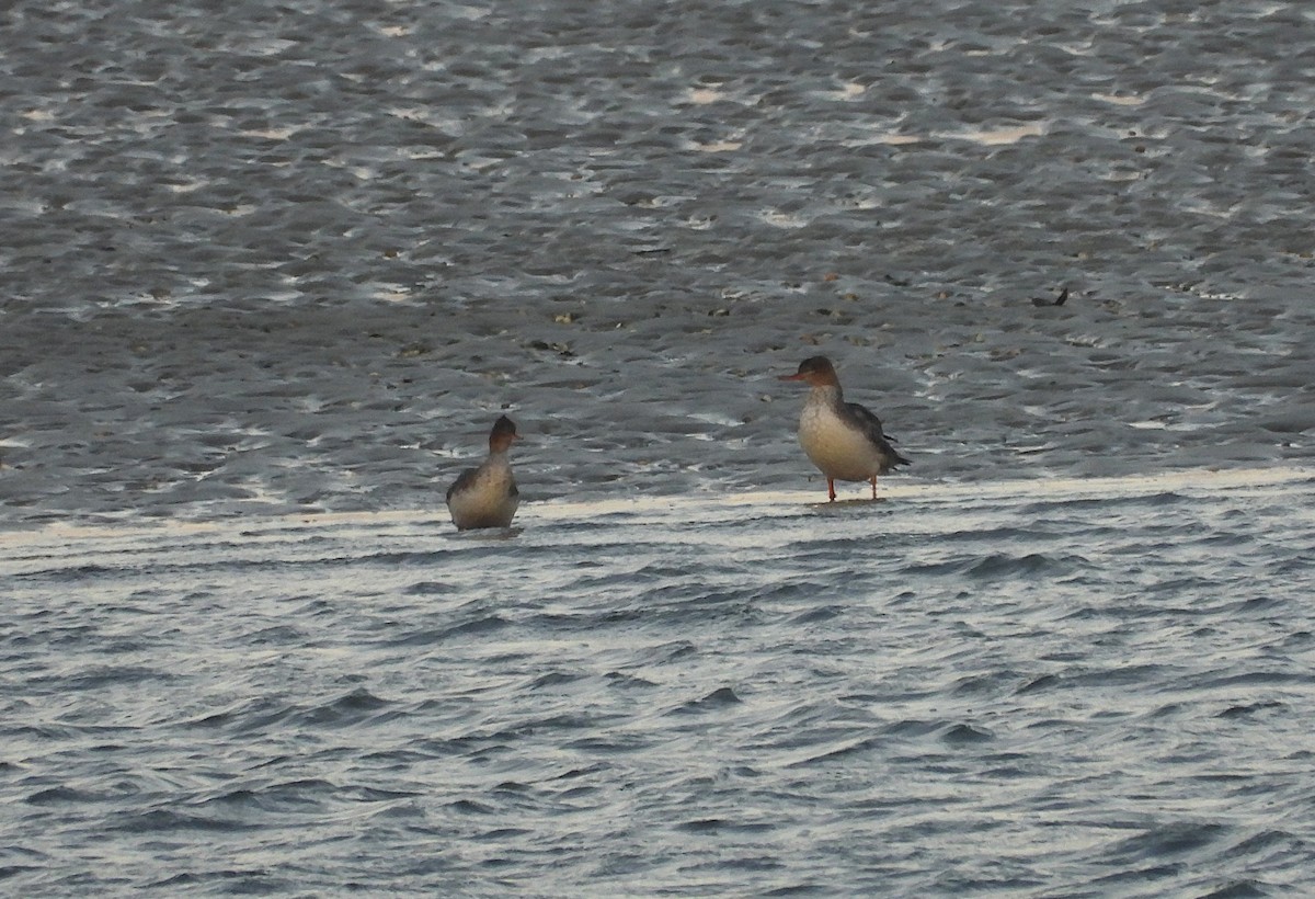 Red-breasted Merganser - ML628354068