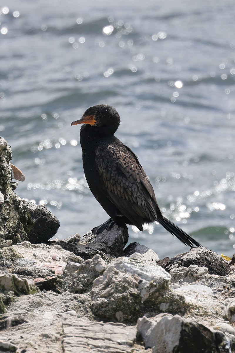 Crowned Cormorant - ML628354252