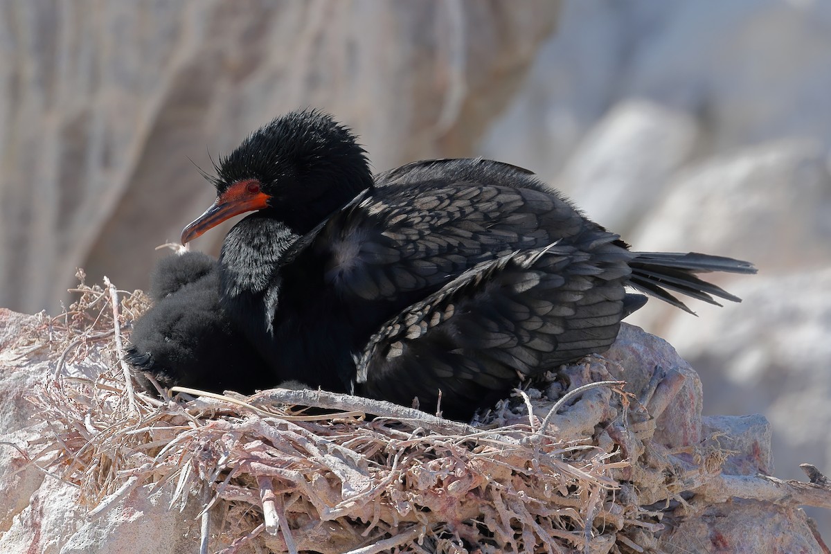 Crowned Cormorant - ML628354253