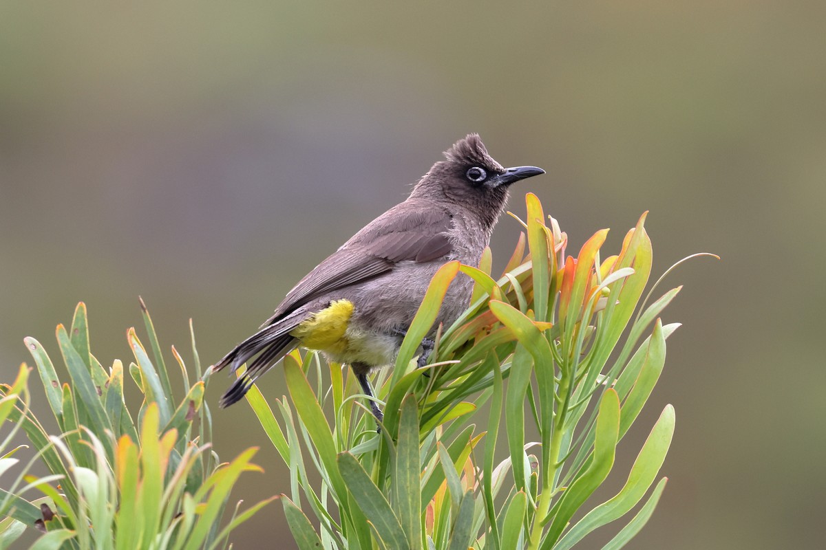 Cape Bulbul - ML628354321