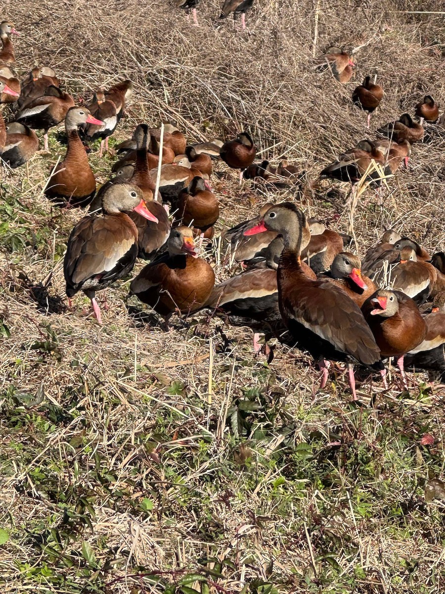 Black-bellied Whistling-Duck - ML628354366
