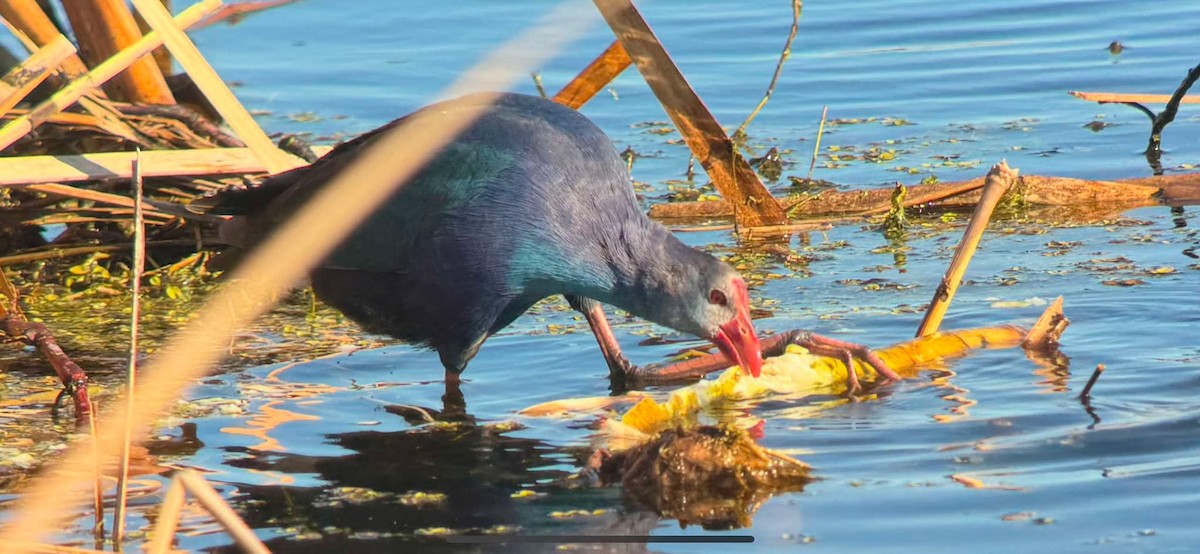 Gray-headed Swamphen - ML628354379