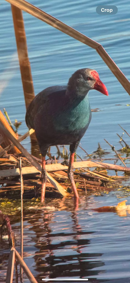 Gray-headed Swamphen - ML628354380