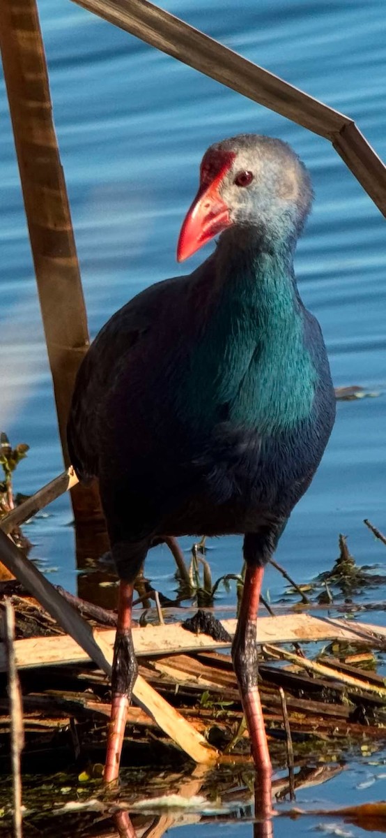 Gray-headed Swamphen - ML628354381