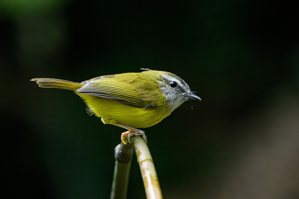 Yellow-bellied Warbler - ML628354444