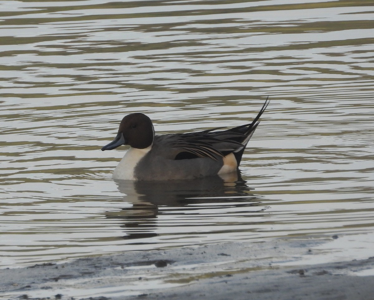 Northern Pintail - ML628354451