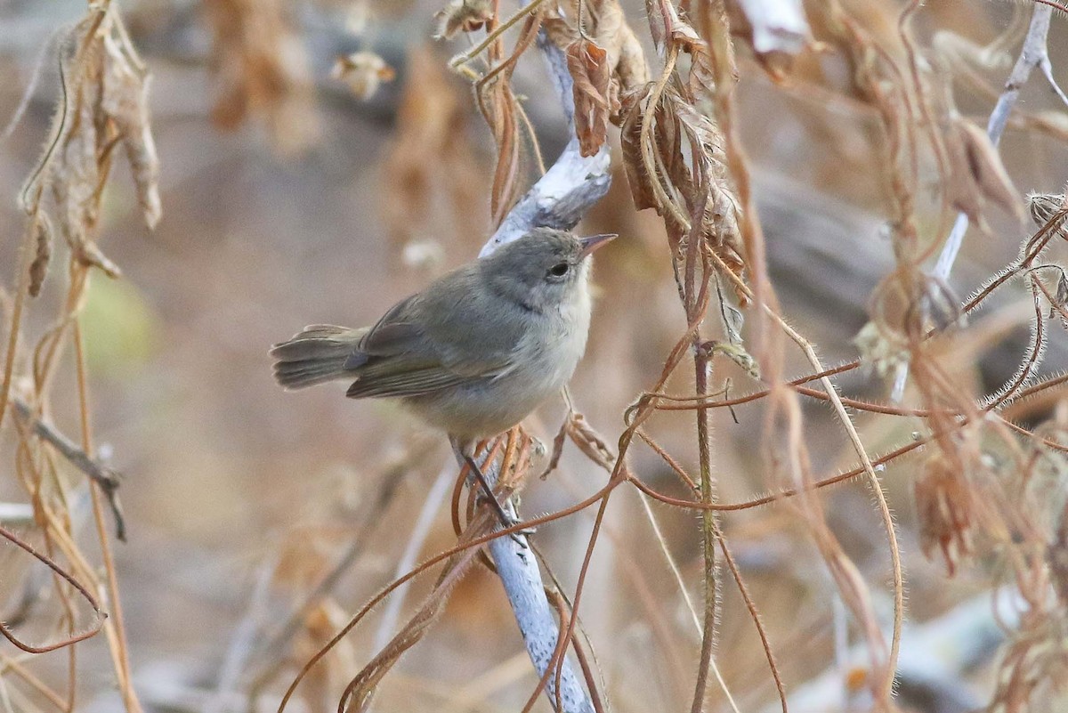 Green Warbler-Finch - ML62835451