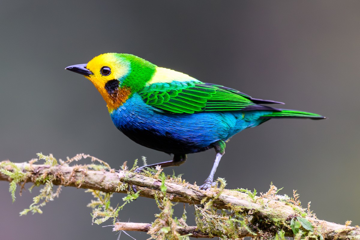 Multicolored Tanager - ML628354660