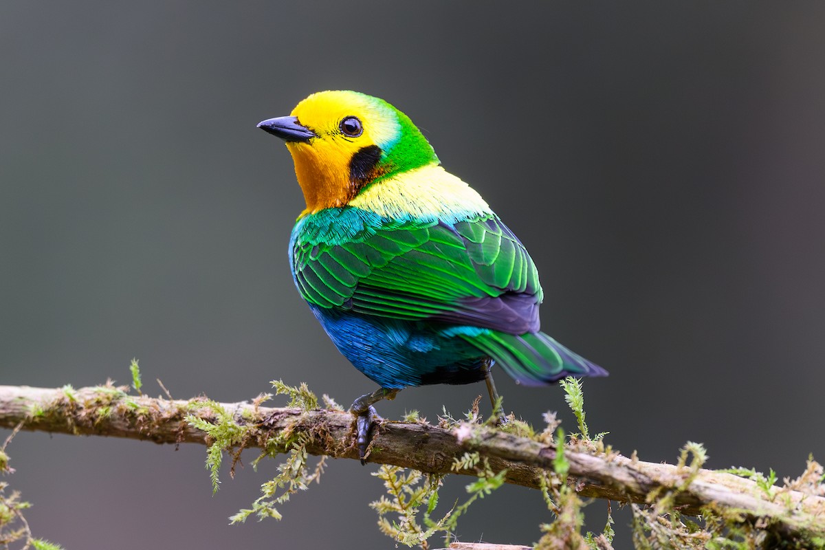 Multicolored Tanager - ML628354661