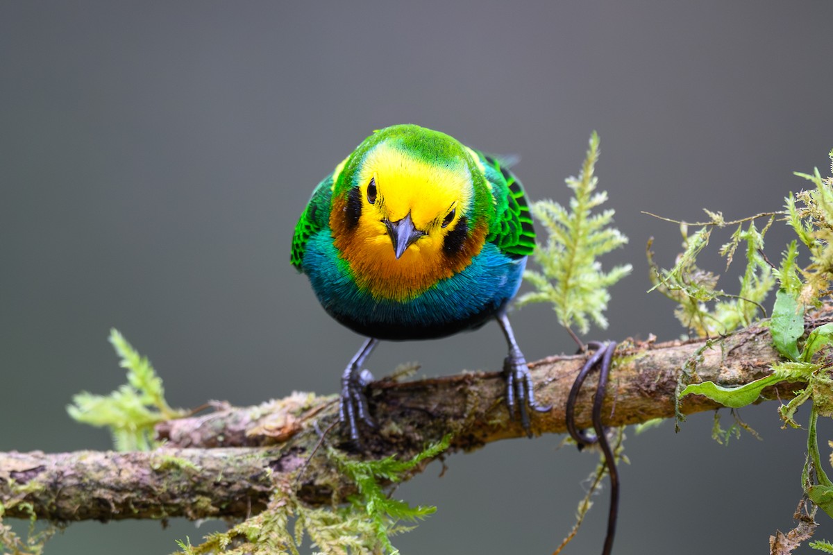 Multicolored Tanager - ML628354686