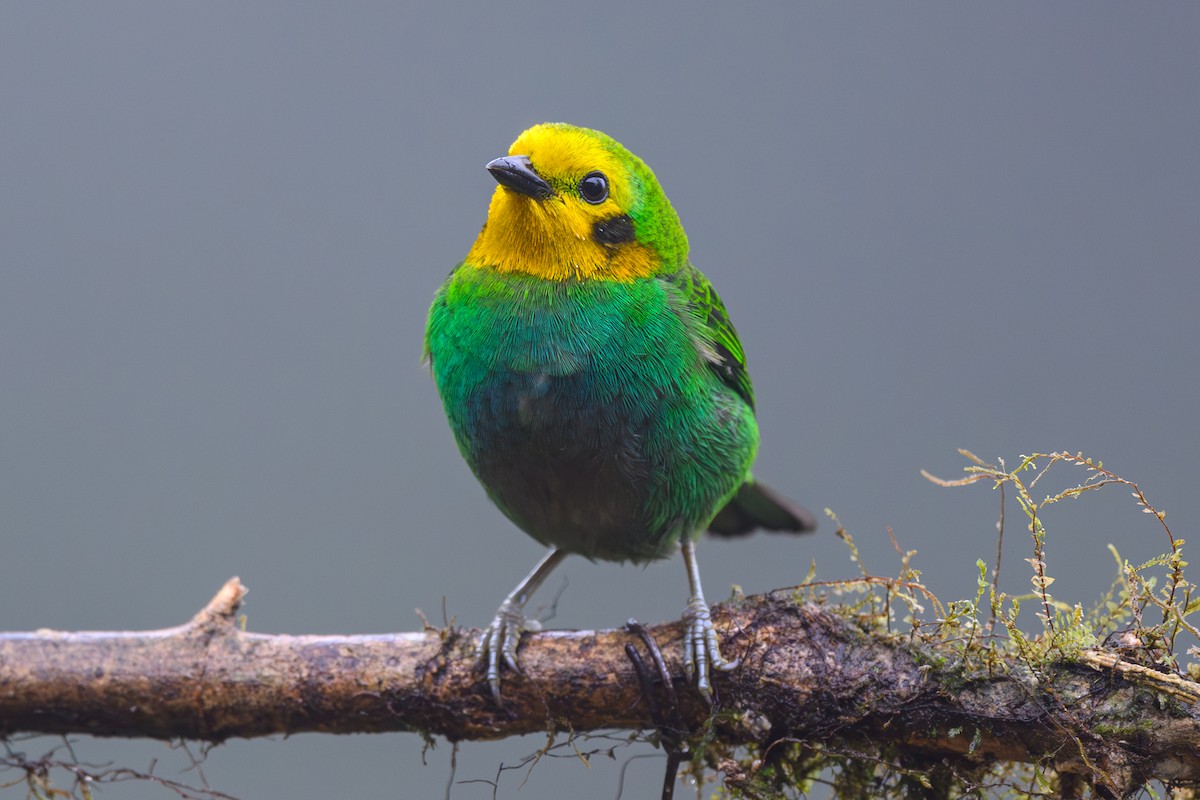 Multicolored Tanager - ML628354705