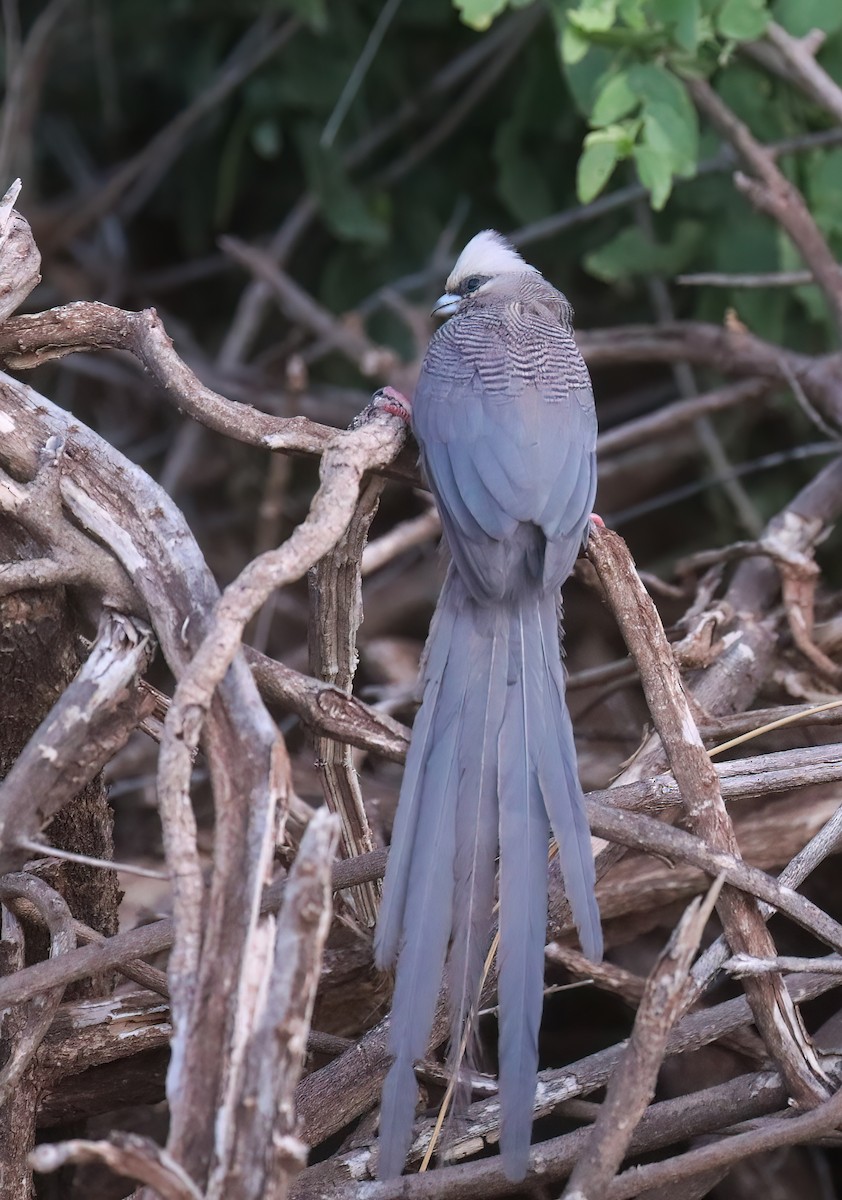 White-headed Mousebird - ML628354743