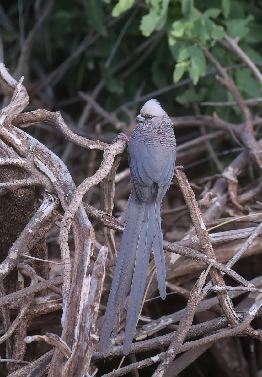 White-headed Mousebird - ML628354744