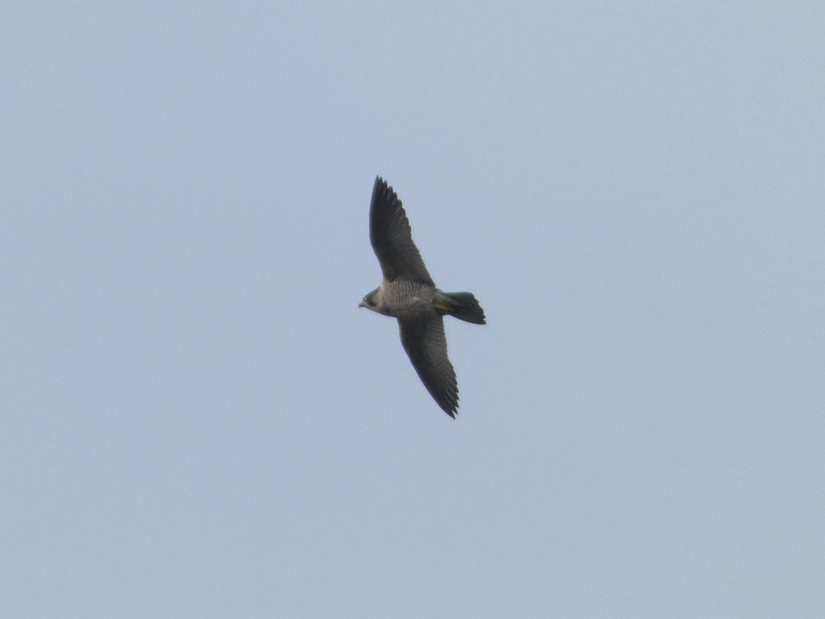 Peregrine Falcon (Mediterranean) - ML628354758