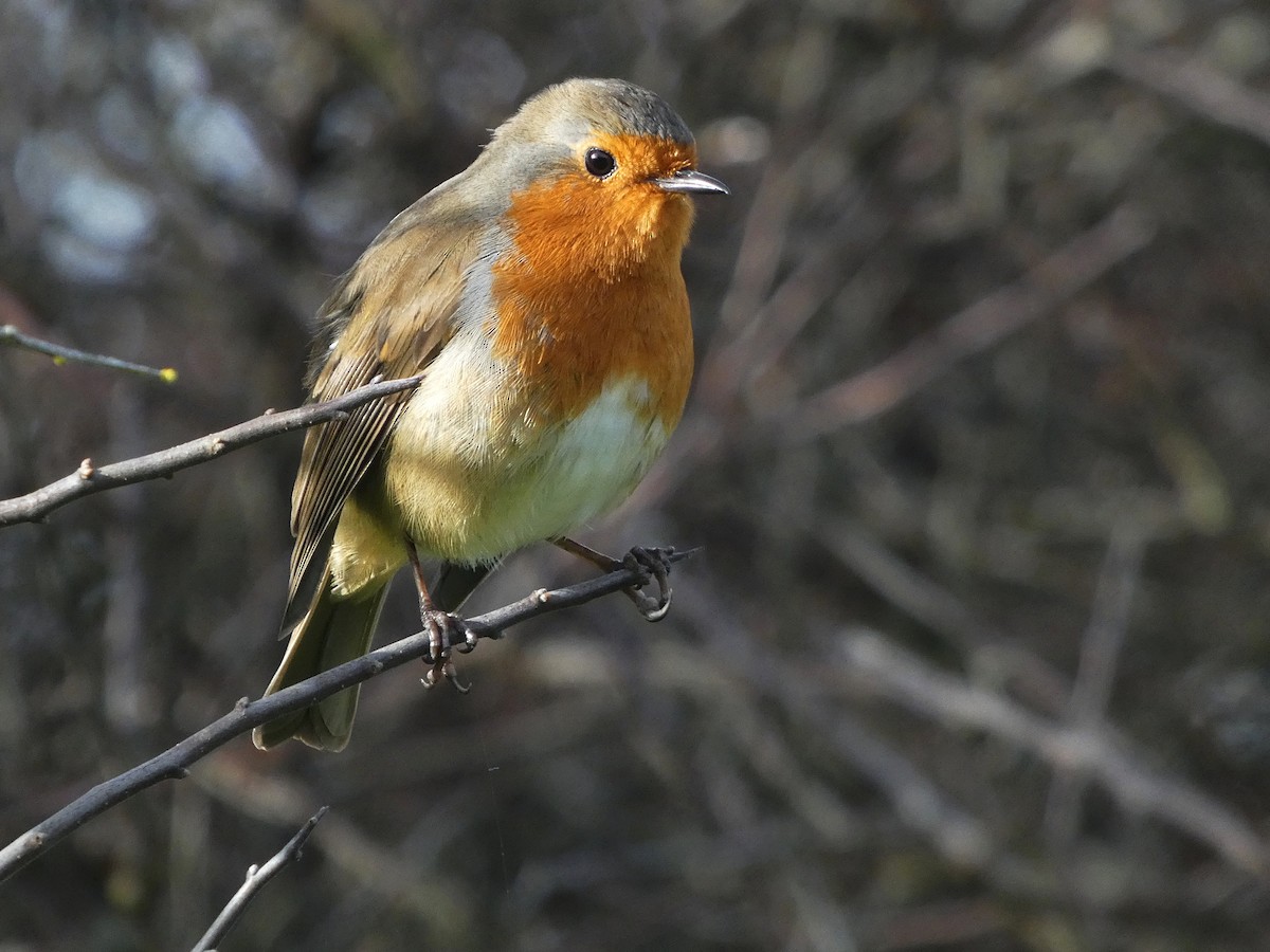 European Robin - ML628354786