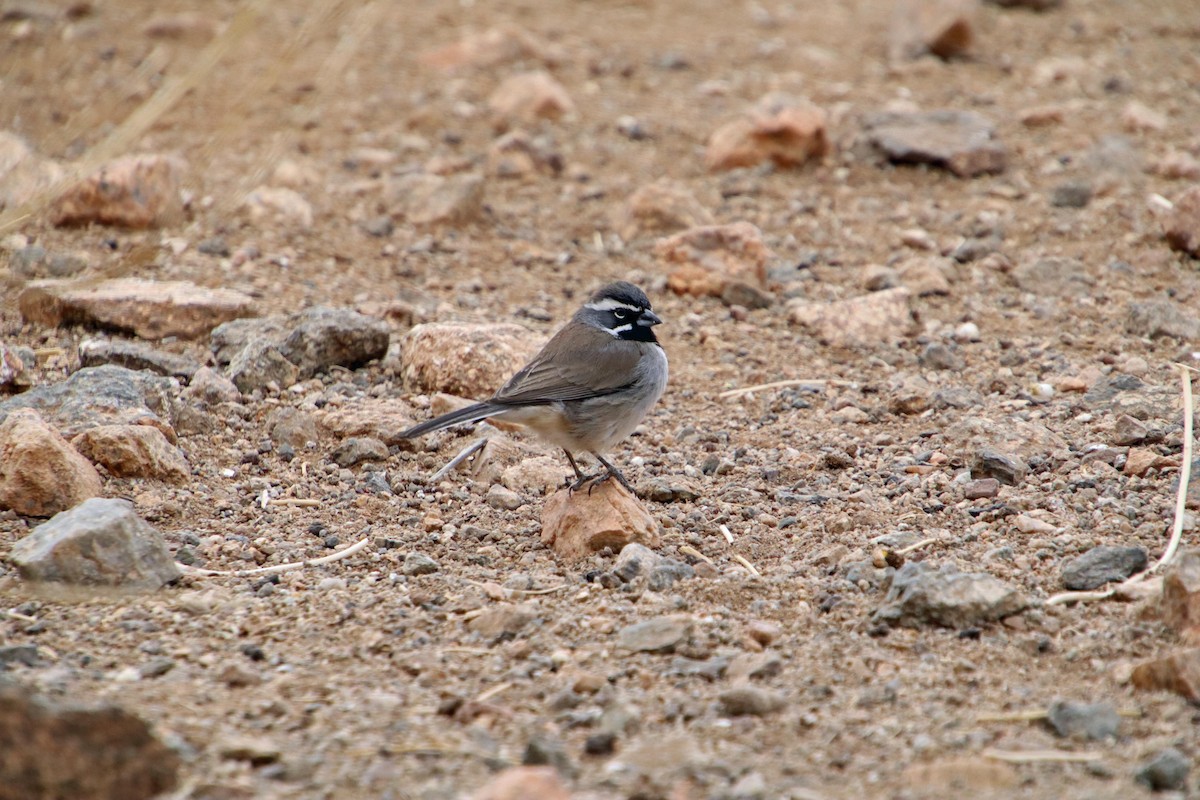 Black-throated Sparrow - ML628354800