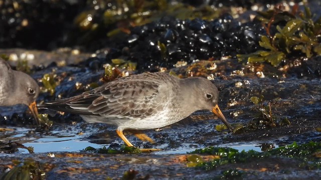 Purple Sandpiper - ML628354828