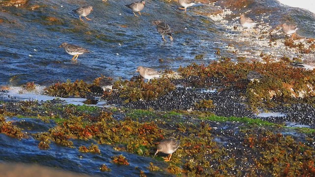 Purple Sandpiper - ML628354833