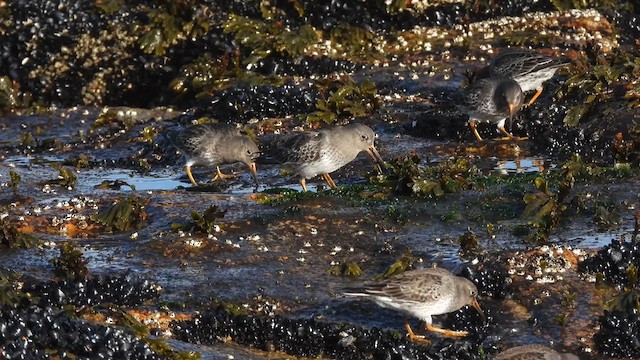 Purple Sandpiper - ML628354849