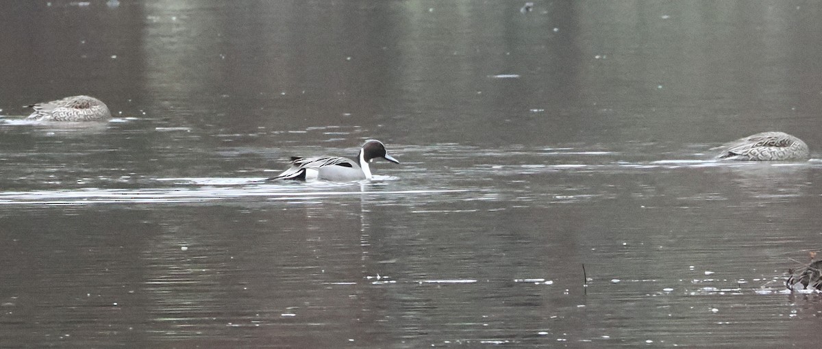 Northern Pintail - ML628354911