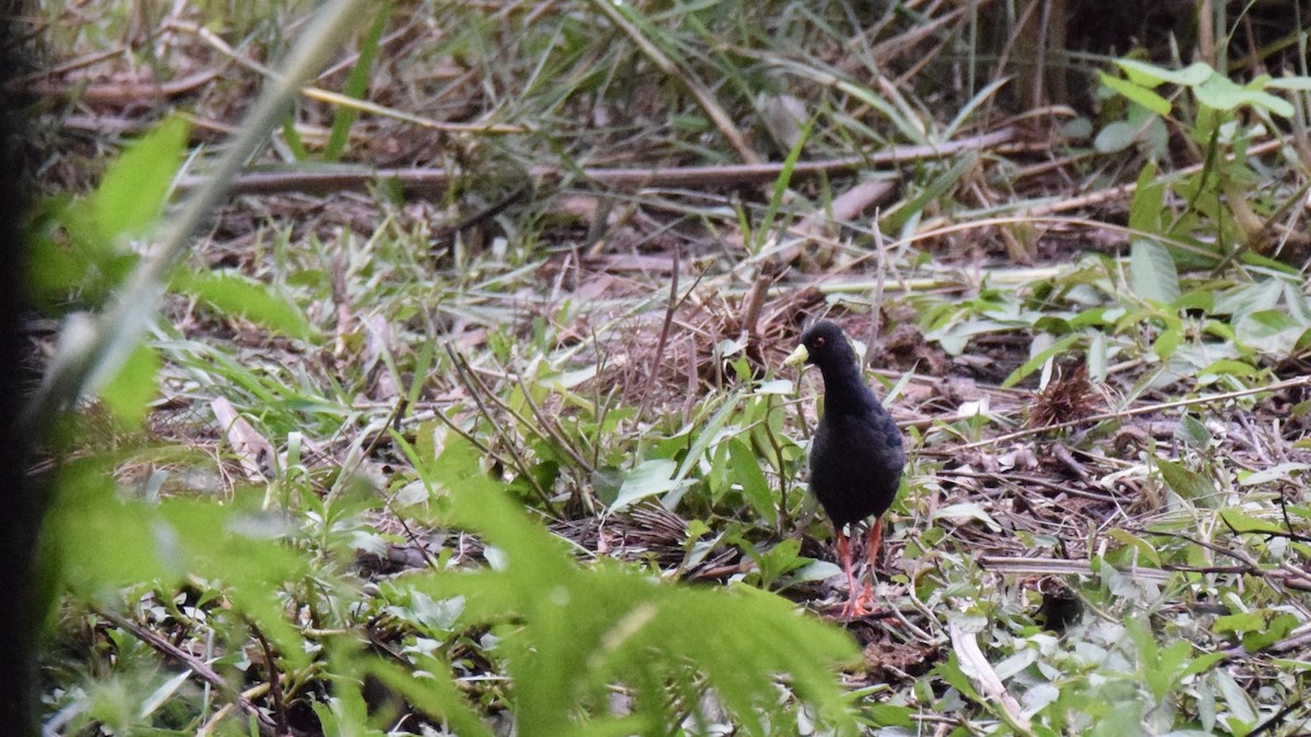 Black Crake - ML628354930