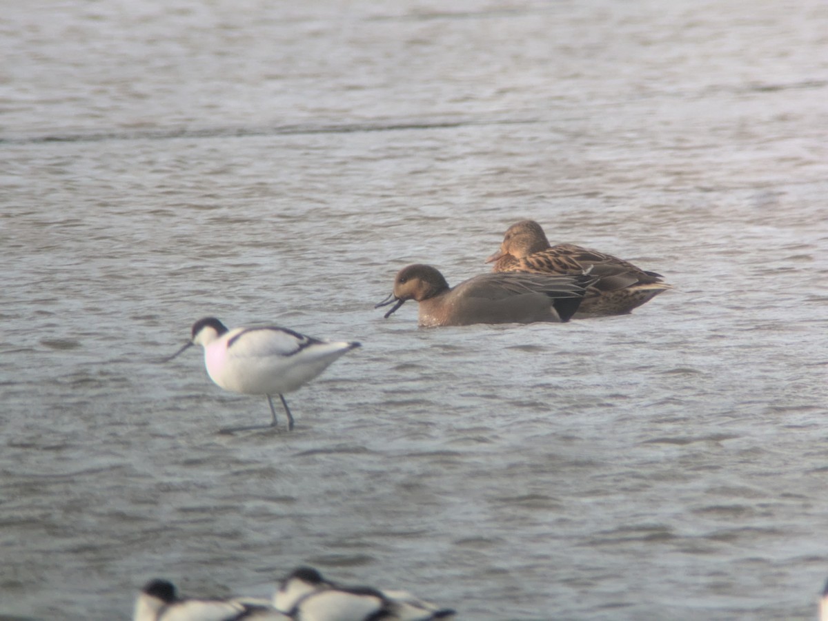 Gadwall x Eurasian Wigeon (hybrid) - ML628355144