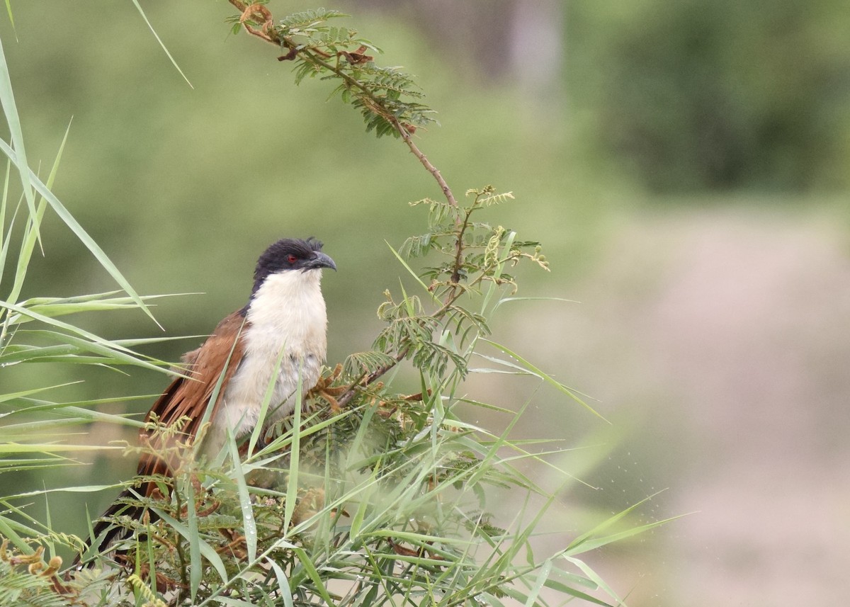 Coppery-tailed Coucal - ML628355187