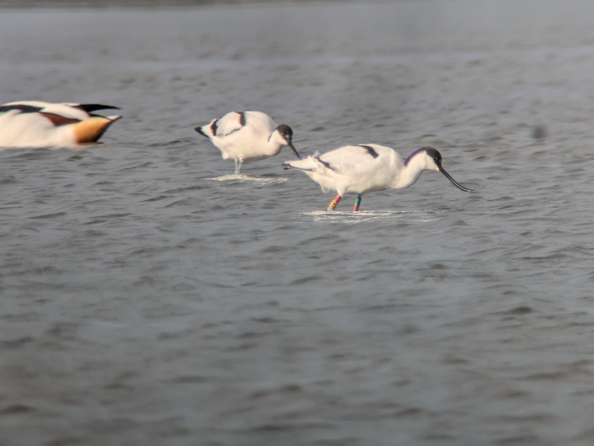 Pied Avocet - ML628355268