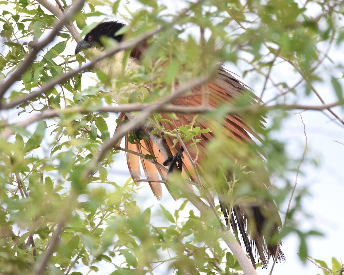 Coppery-tailed Coucal - ML628355343