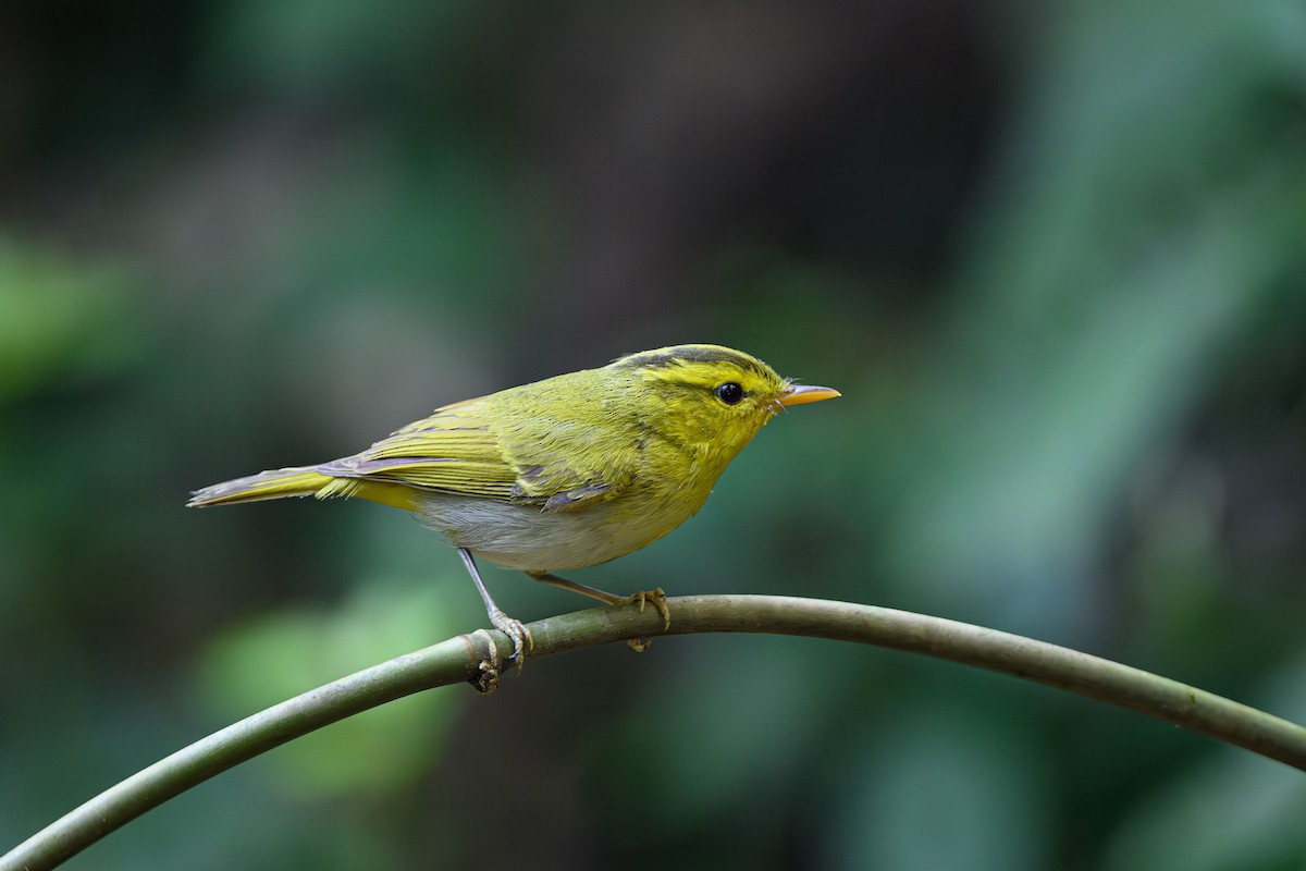 Yellow-vented Warbler - ML628355568