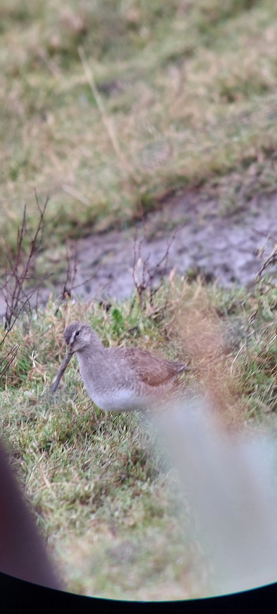 Long-billed Dowitcher - ML628355578