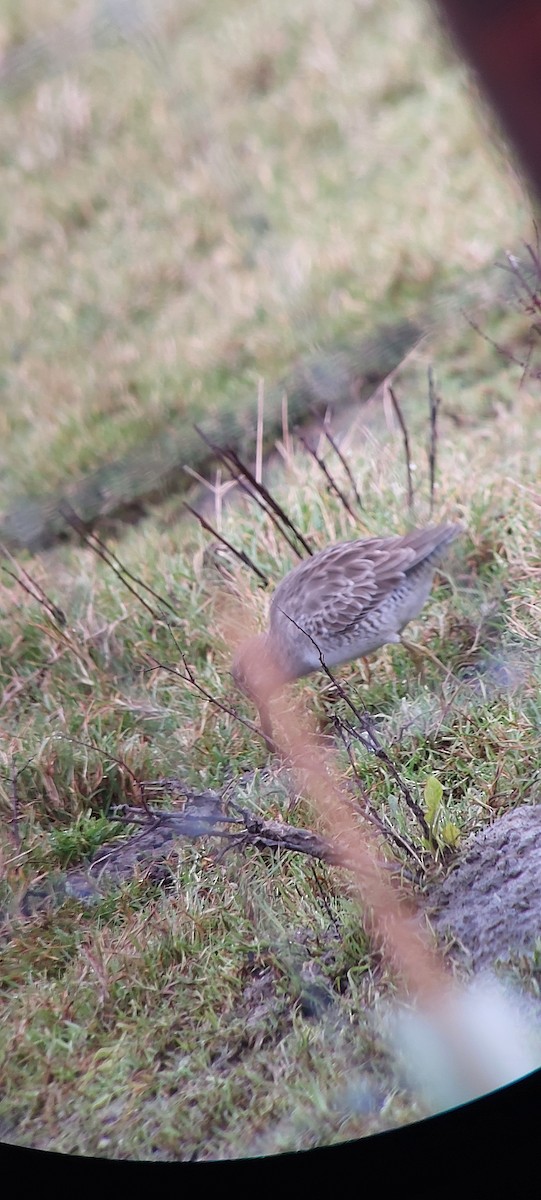 Long-billed Dowitcher - ML628355614