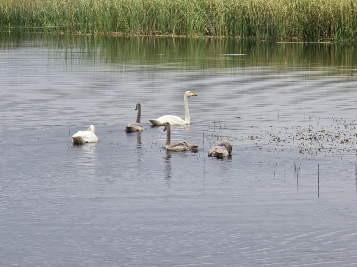 Whooper Swan - ML628355752