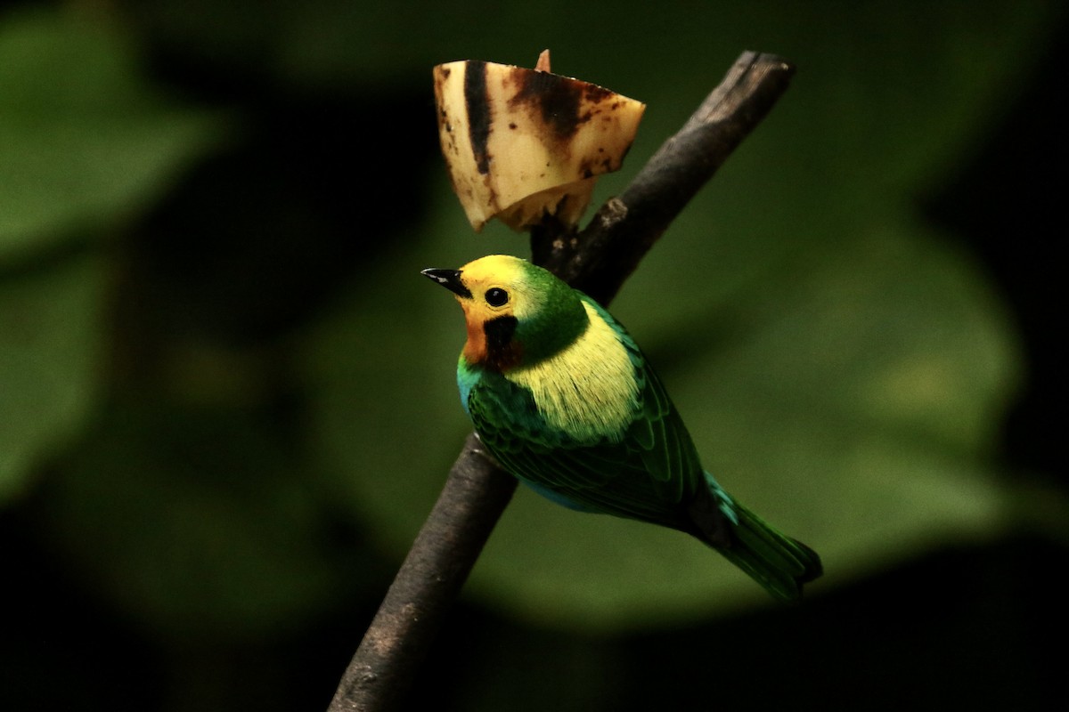 Multicolored Tanager - ML628355847