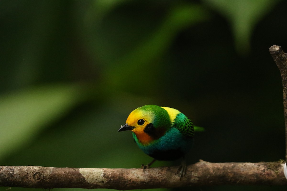 Multicolored Tanager - ML628355849