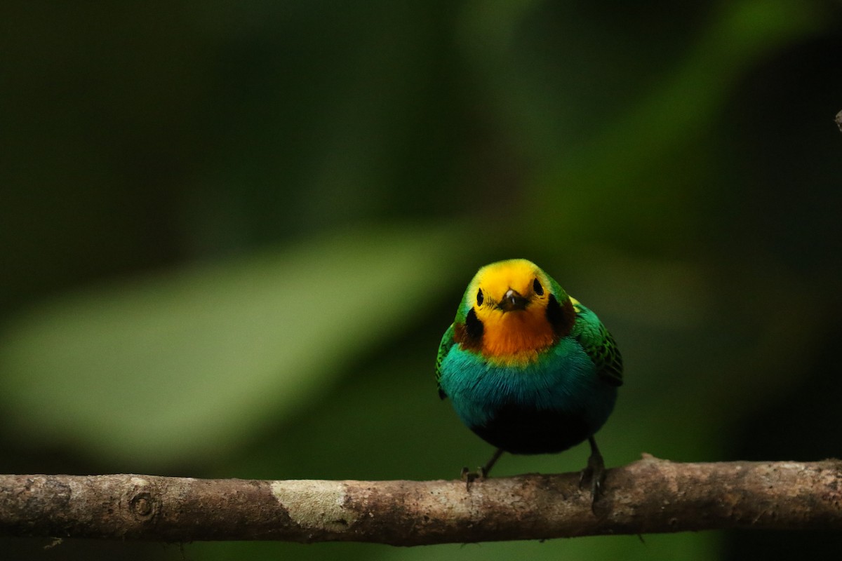 Multicolored Tanager - ML628355850