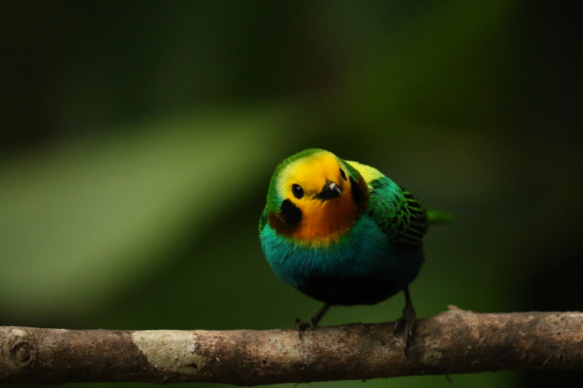 Multicolored Tanager - ML628355851