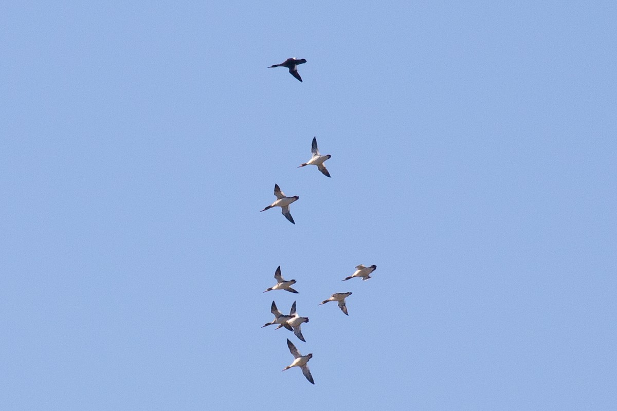 Сэвгэр бохио - ML628355914