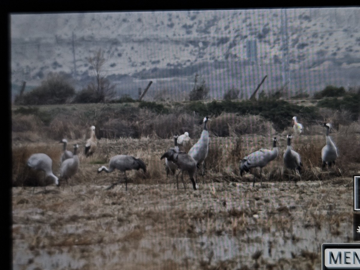 Common Crane - ML628355984