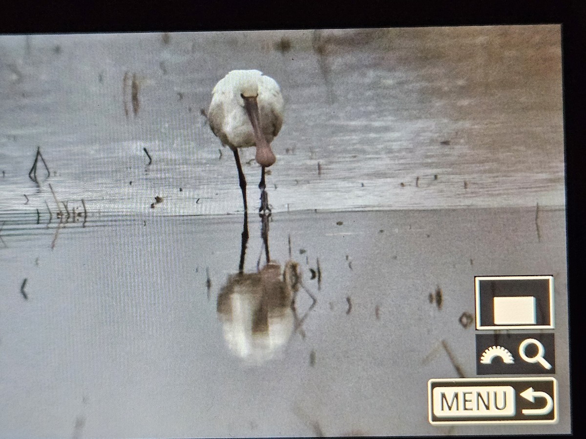 Eurasian Spoonbill - ML628356035