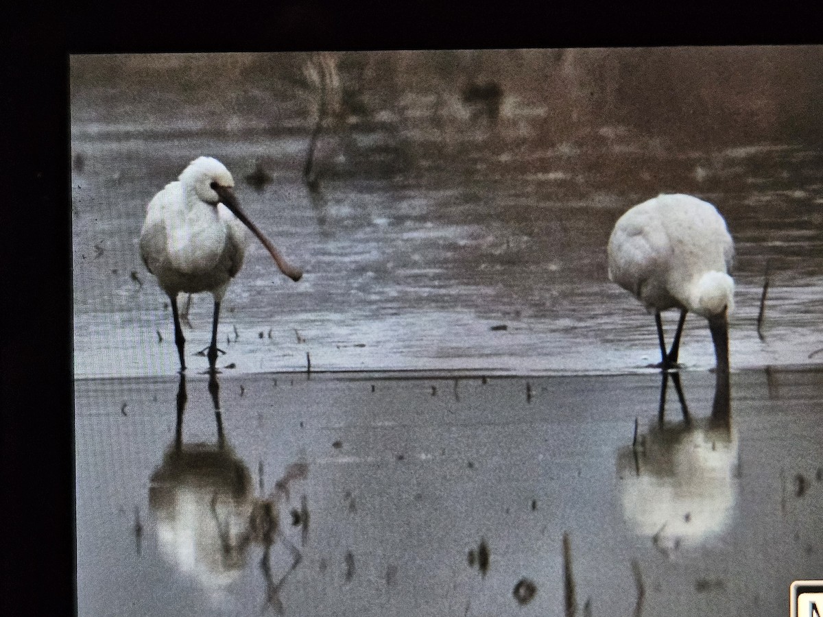 Eurasian Spoonbill - ML628356036