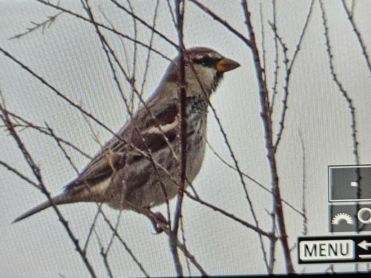Spanish Sparrow - ML628356063