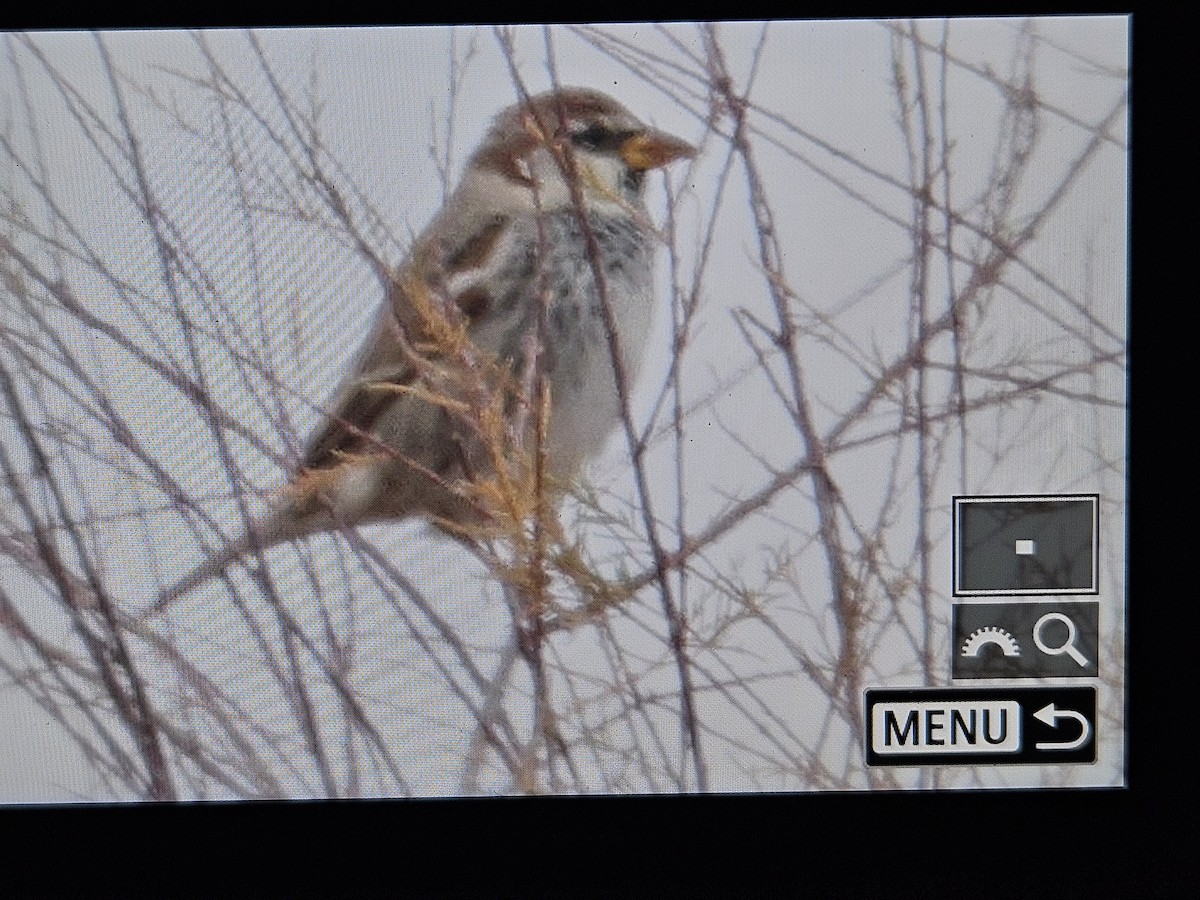 Spanish Sparrow - ML628356064