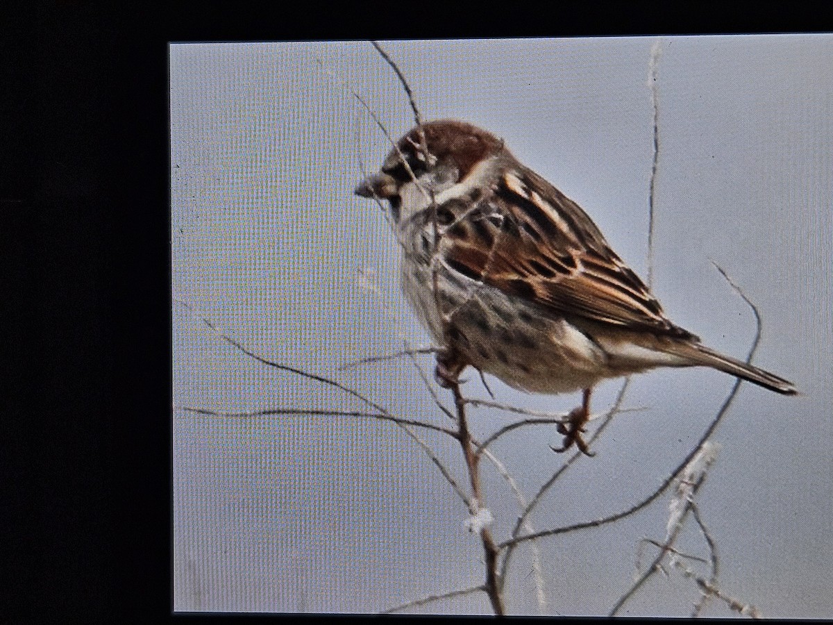 Spanish Sparrow - ML628356065